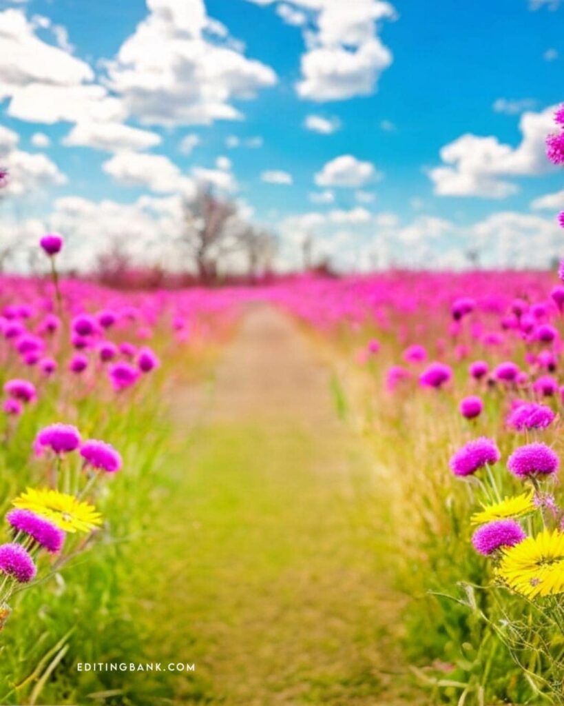Blur Picsart Background Hd 4K